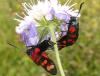 Zygaena filipendulae
